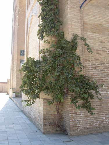 Uzbekistan Bukhara