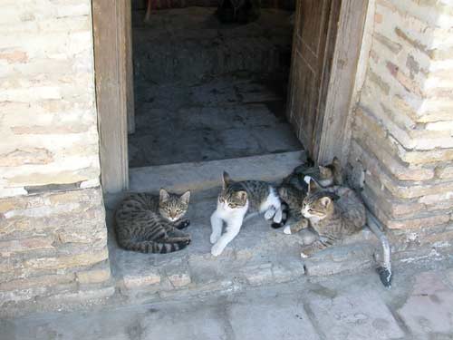 Uzbekistan Bukhara