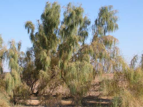 Uzbekistan Bukhara