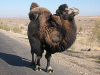 Uzbekistan tourism information