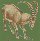 Mountain Goat