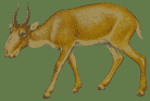 Saiga