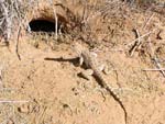 Agama lizard
