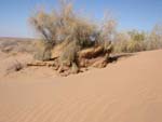 sand-dune