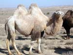 Bactrian Camel