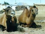 Dromedary