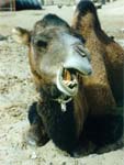 Dromedary