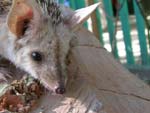 hedgehog