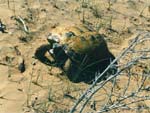 tortoise