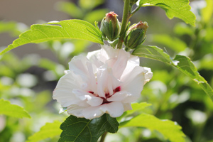 Chimgan Apple Garden - Коттеджи Яблоневый сад в Чимгане